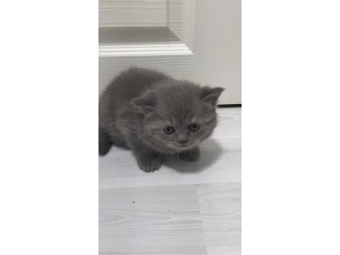 Yeni yuvaları için hazır kediler