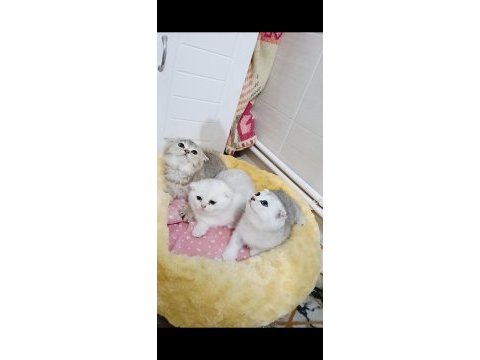 Safkan a kalite scottish fold bebeklerim