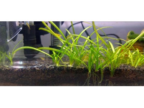 Ultra clear akvaryum tüm set açıklamayı oku