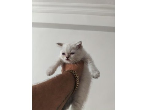 British shorthair yavrularımız sahiplendirilecektir