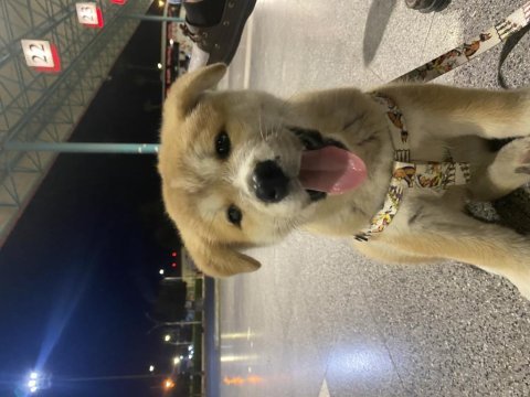 Akita inu köpeğim