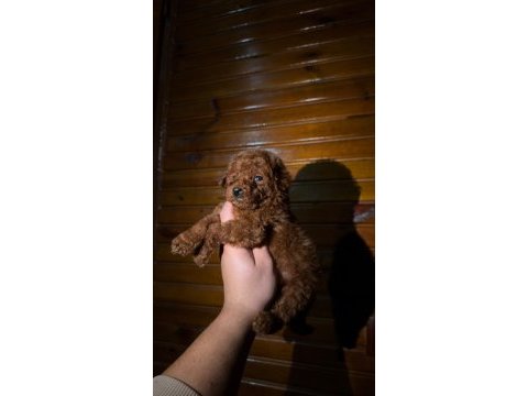 Kore kan sağlık garantili toypoodle bebekler 