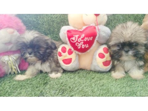 45 günlük shih tzu