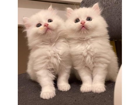 Sarkan british longhair