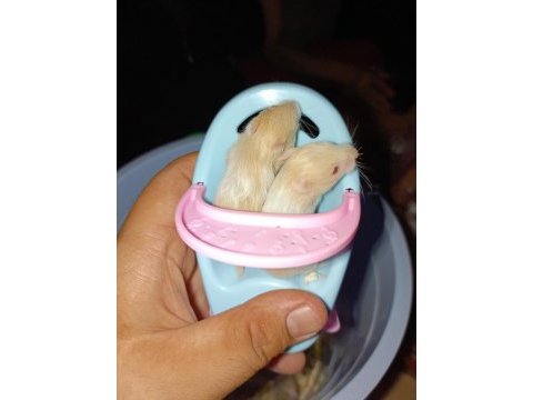 Özel tür teddy bear ve dwarf hamster