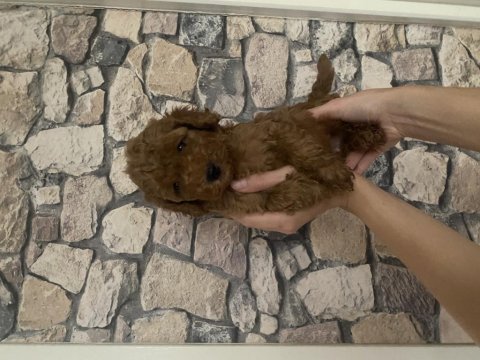 A kalite poodle yavru