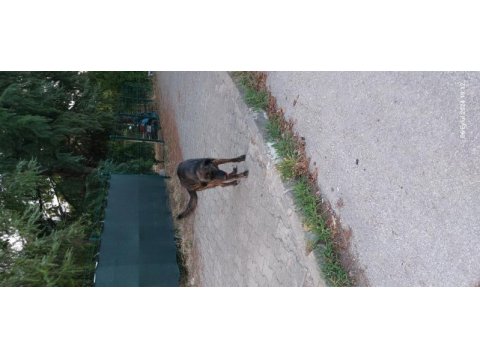 Sahibinden köpeğimiz