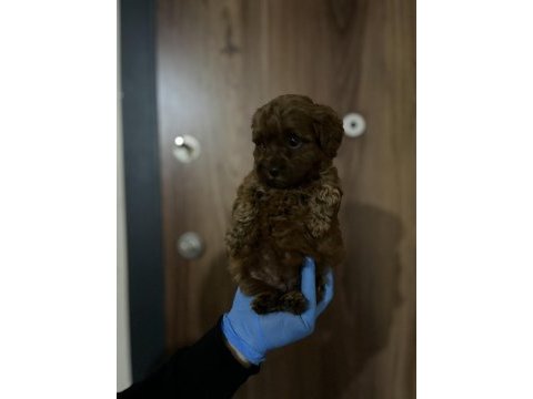 Ev ortamından sağlık ırk garantili poodle bebekler