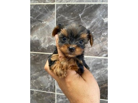 Teacup orjinal yorkshire terrier
