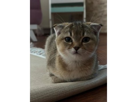 Scottish fold golden