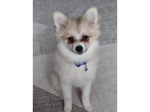 Pomeranian spitz köpeği