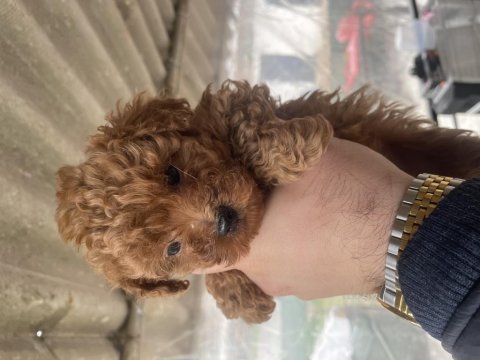 Orijinal toy poodle bebekler evde doğdu