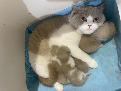 Safkan british shorthair lilac bi color