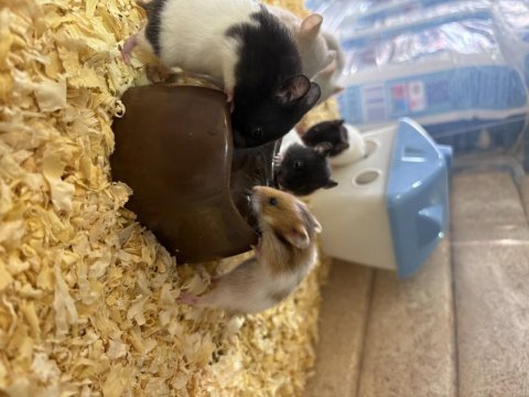 Suriye (syrian) hamster