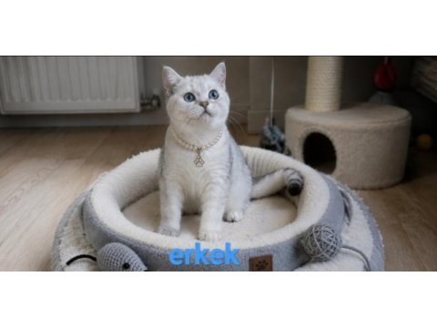 Mama karşılığı sahiplendirme 3 buçuk aylık british