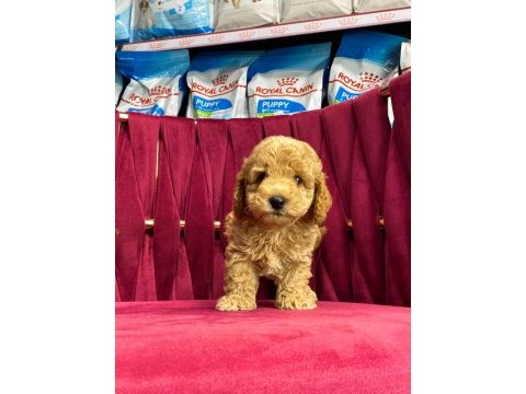 Orjinal maltipoo yavrular