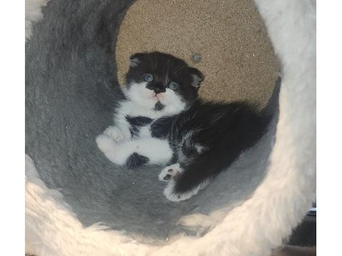 Bsh ve sflh dişi ve erkek yavru kediler izmir