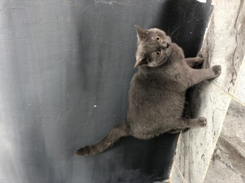 British shorthair 1 yaşında