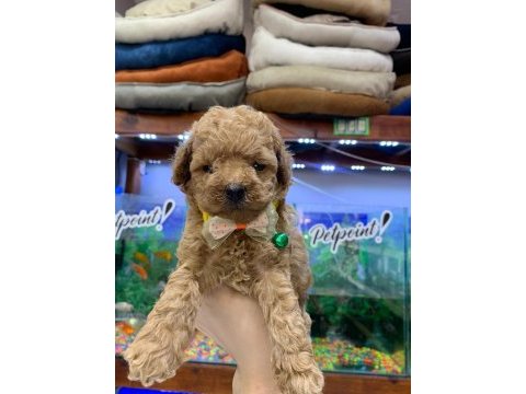 Güzel poodle bebekler yuvalarına gitmeye hazır