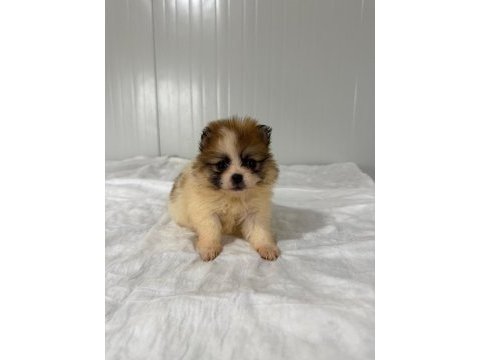 Pomeranian boo bebek köpeklerimiz