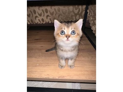 Yeni yuvalarına gitmeye hazır yavrular british shorthair