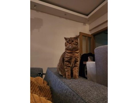 Kedimize kalıcı yuvasını arıyoruz