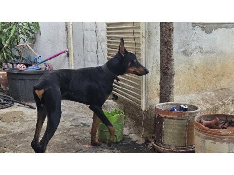 5 aylık kulak estetiği aşıları tam doberman