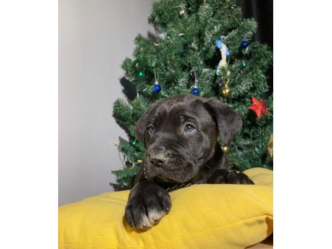 Son dişi black cane corso yavru uygun