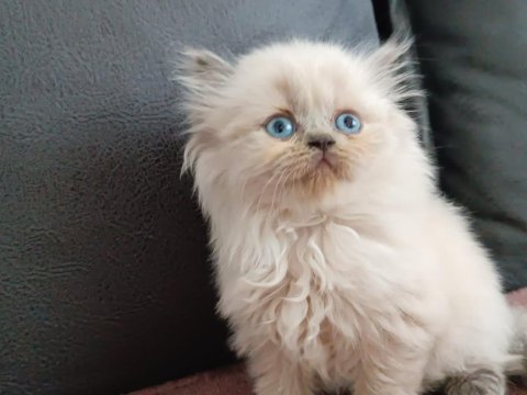 Blue point british longhair oğlumuz