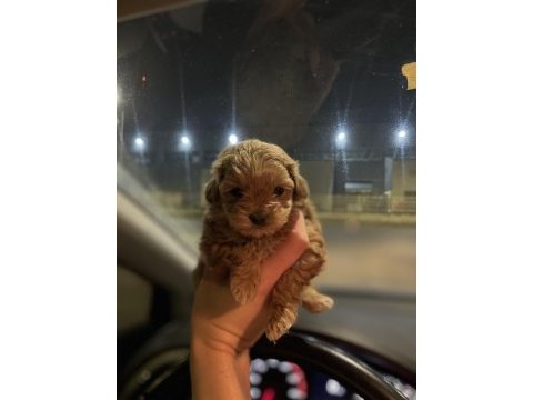 Teacup maltipoo kızımız