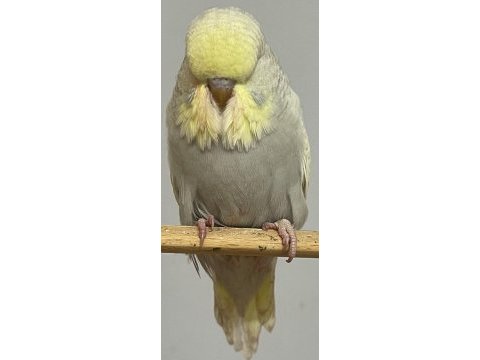 Fethiye muhabbet kuşu show jumbo yavru