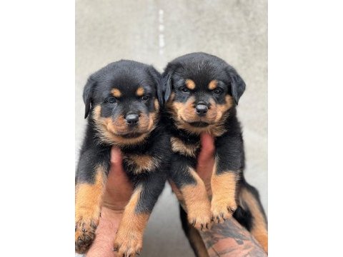 Safkan rottweiler yavruları