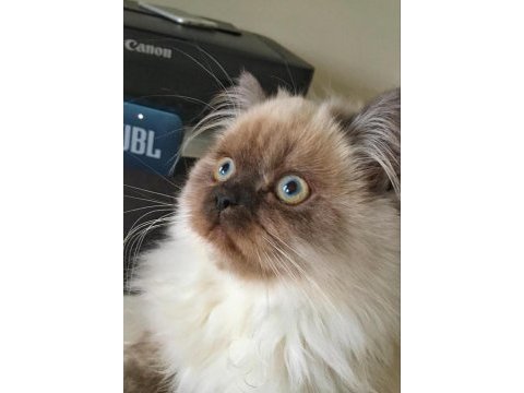 Persian lilith için eş arıyoruz evimizde misafir edebiliriz