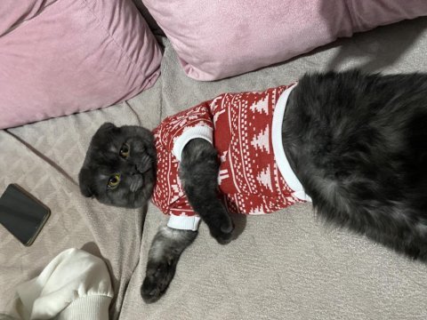 Erkek 7 aylık uysal scottish fold