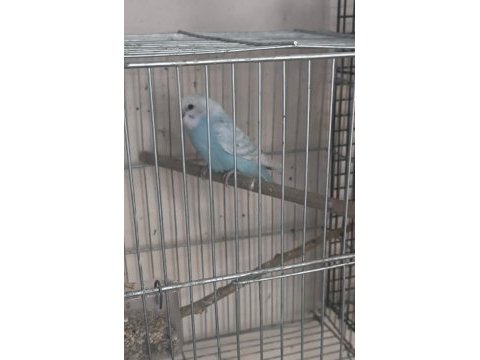 2 aylık yavru muhabbet kuşu