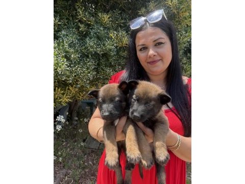 Safkan üst kalite malinois yavrularım