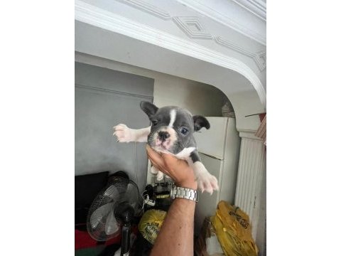 Anatomi harikası french bulldog yavrular