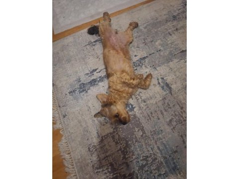 Yorkshire terrier aşıları kimliği her şeyi tam