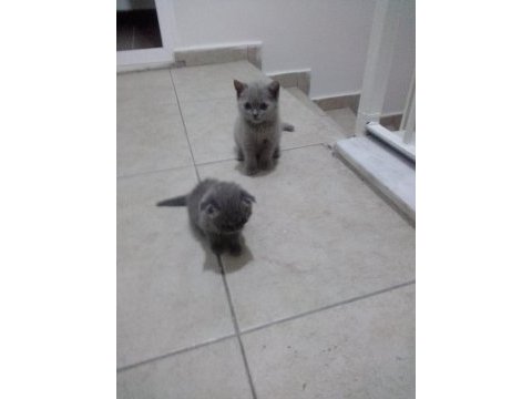 Yine kalite yine scottish fold
