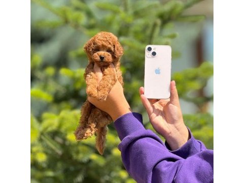 Toy poodle bebek köpekler