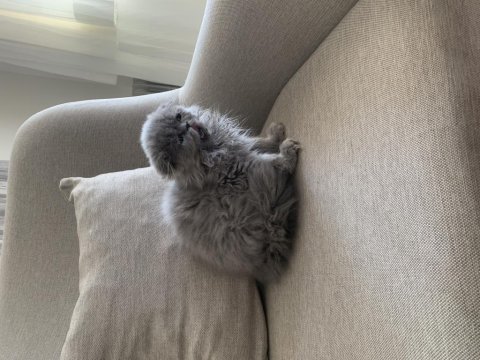 Scottish fold için açıklamayı okuyun