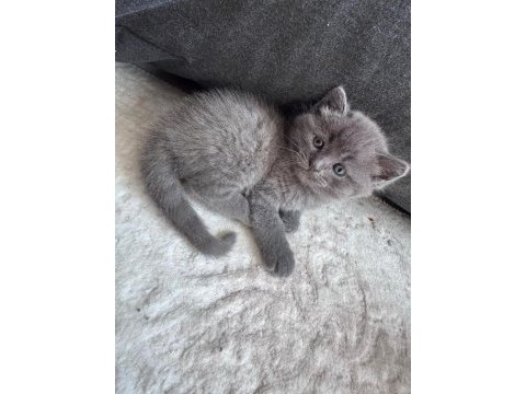 6 mart doğumlu british shorthair yavrular 2 adet