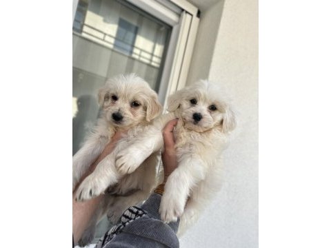 Türkiyede nadir bulunan bichon frise
