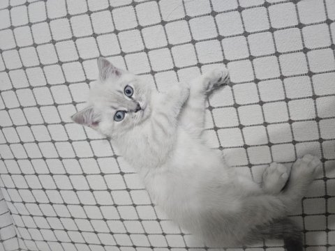 Eğitimli british shorthair