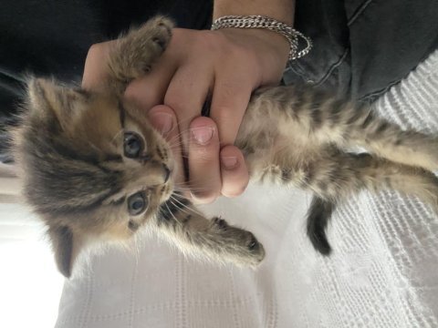1 aylık british shorthair bebişler