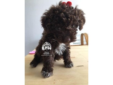 Şecereli lagotto romagnolo