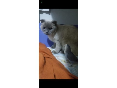 Kedimiz duman yeni sahibini bekliyor