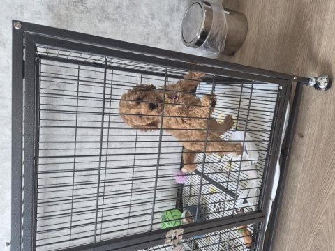 3 aylık eğitimleri tam toy poodle