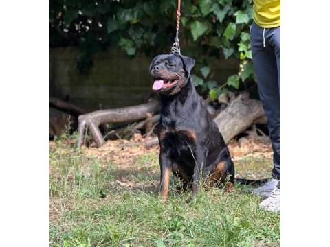 Fcı kıf a şecereli 3 yaş dişi rottweiler