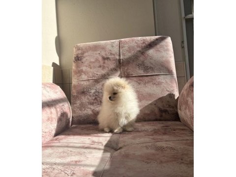 Kartopu pomeranian boo yavrumuz